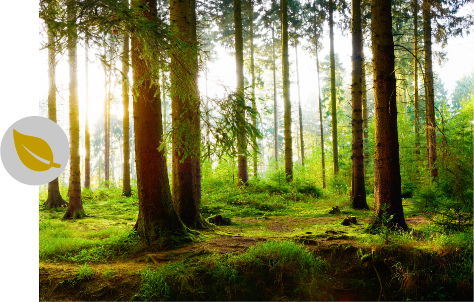 Wald